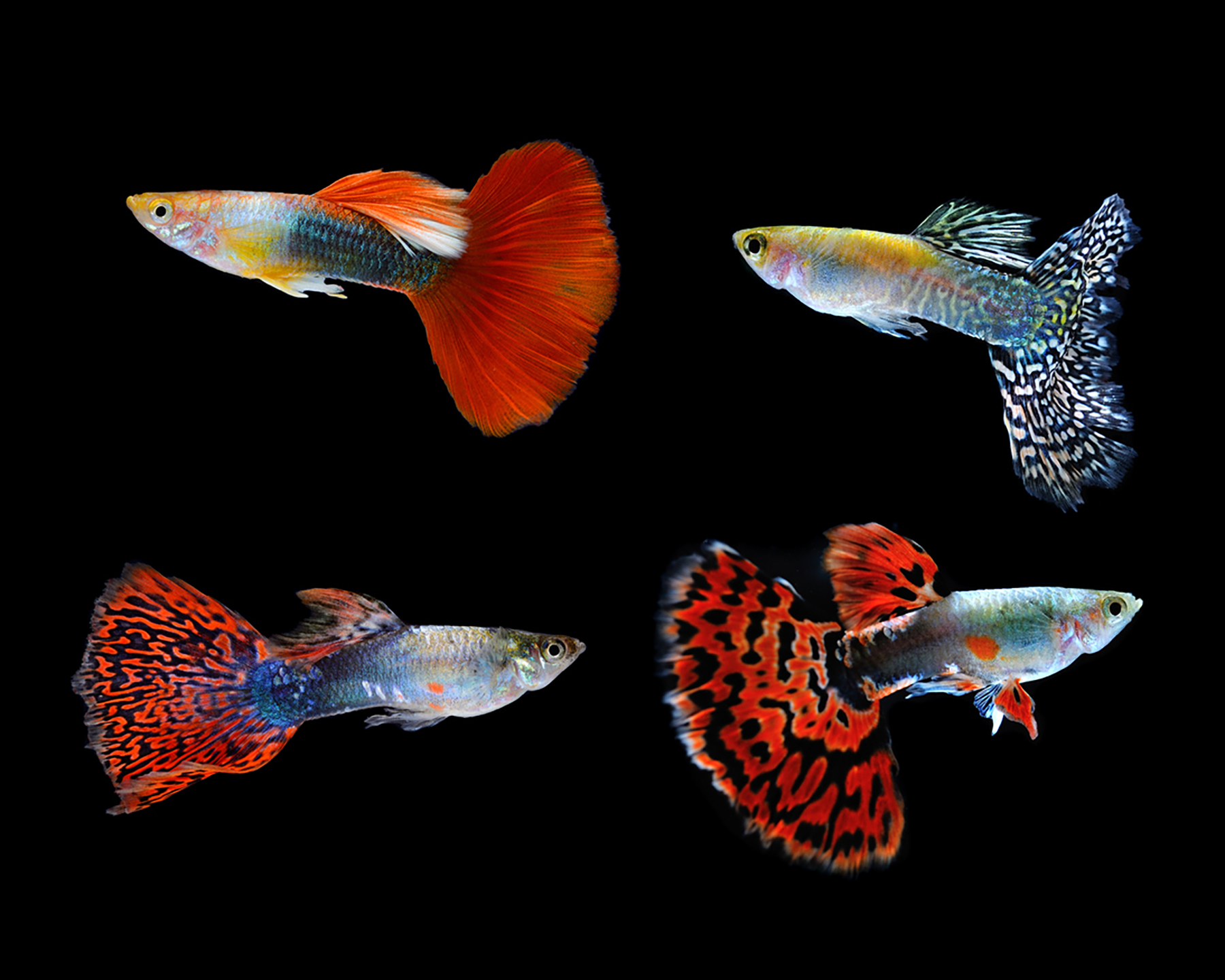 12 Colorful & Compatible Freshwater Fish for Your Community Aquarium